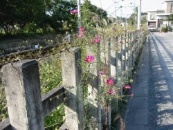 ʹʻͼ
