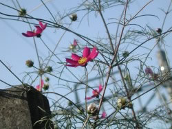 ʹʻͼ